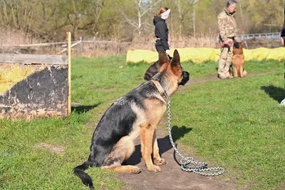 Centrum Szkolenia Psów „Feniks”